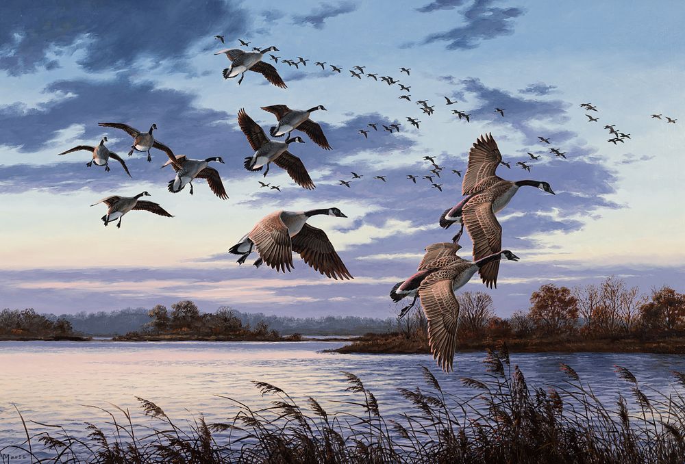 Appraisal: David Maass b Dusk on the Chesapeake - Canada Geese