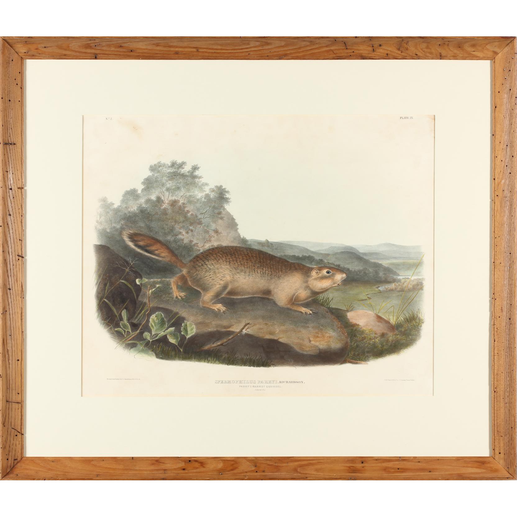 Appraisal: after John James Audubon Am - Parry's Marmot Squirrel hand-colored