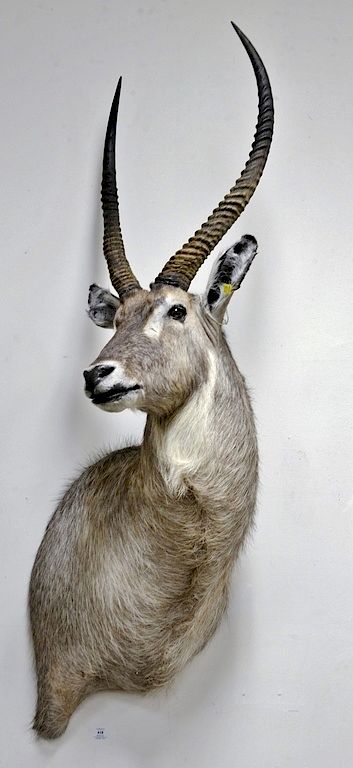 Appraisal: Large waterbuck African taxidermy shoulder mount dp in Large waterbuck