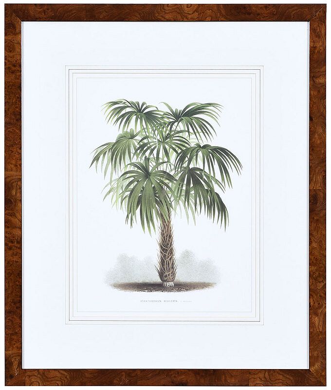 Appraisal: Palm Tree Print th century lithograph veneered frame overall x