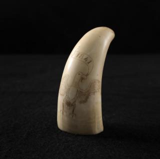 Appraisal: Whale Tooth Scrimshaw Bald Eagle Whale tooth scrimshaw inscribed and