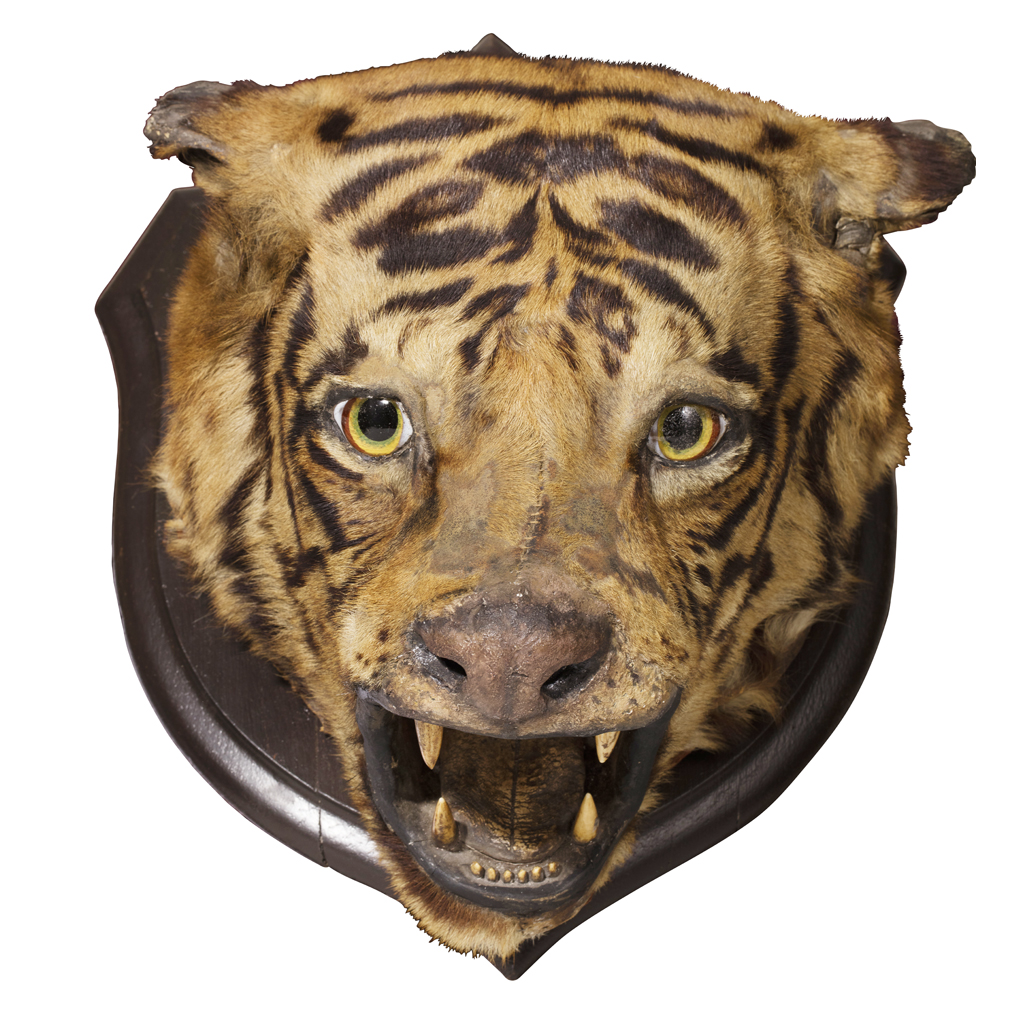 Appraisal: YROWLAND WARD - TAXIDERMY BENGAL TIGER HEAD MOUNT TH CENTURY