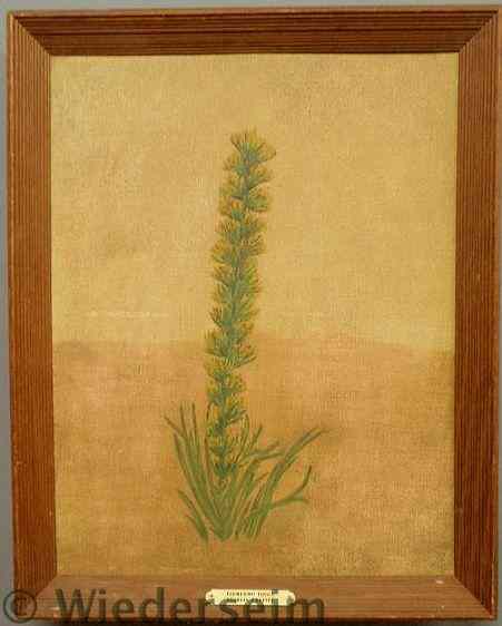 Appraisal: Oil on canvas painting of flowering yucca signed verso Georgia