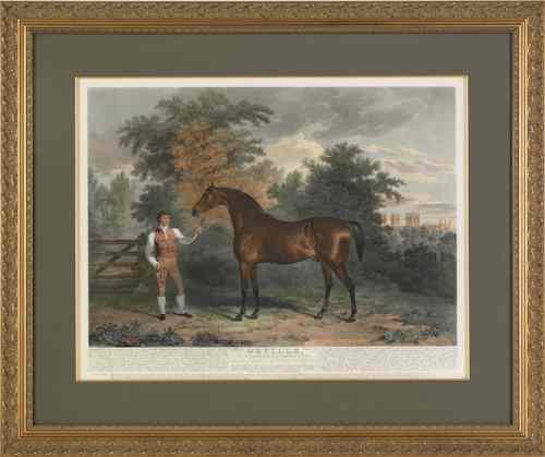 Appraisal: Colored engraving of a horse titled Orville th c engraved