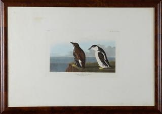 Appraisal: John James Audubon - Slender-billed Guillemot No Plate Havell edition