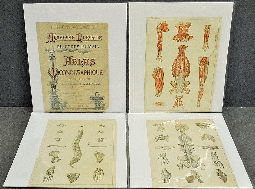 Appraisal: - Rare set of fourteen anatomic medical prints illustrated by