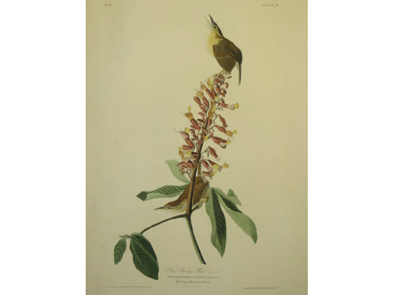 Appraisal: AFTER JOHN JAMES AUDUBON AMERICAN - GREAT CAROLINA WREN handcolored