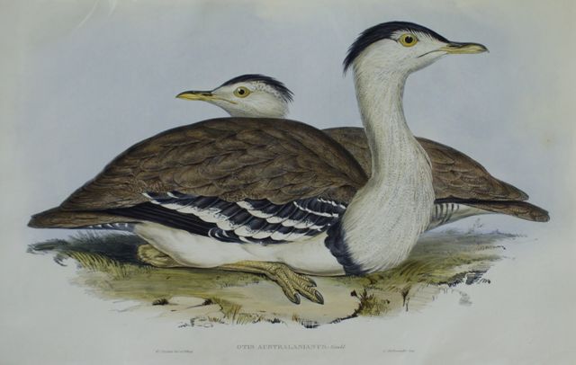 Appraisal: Australian Bustard Otis Australasianus