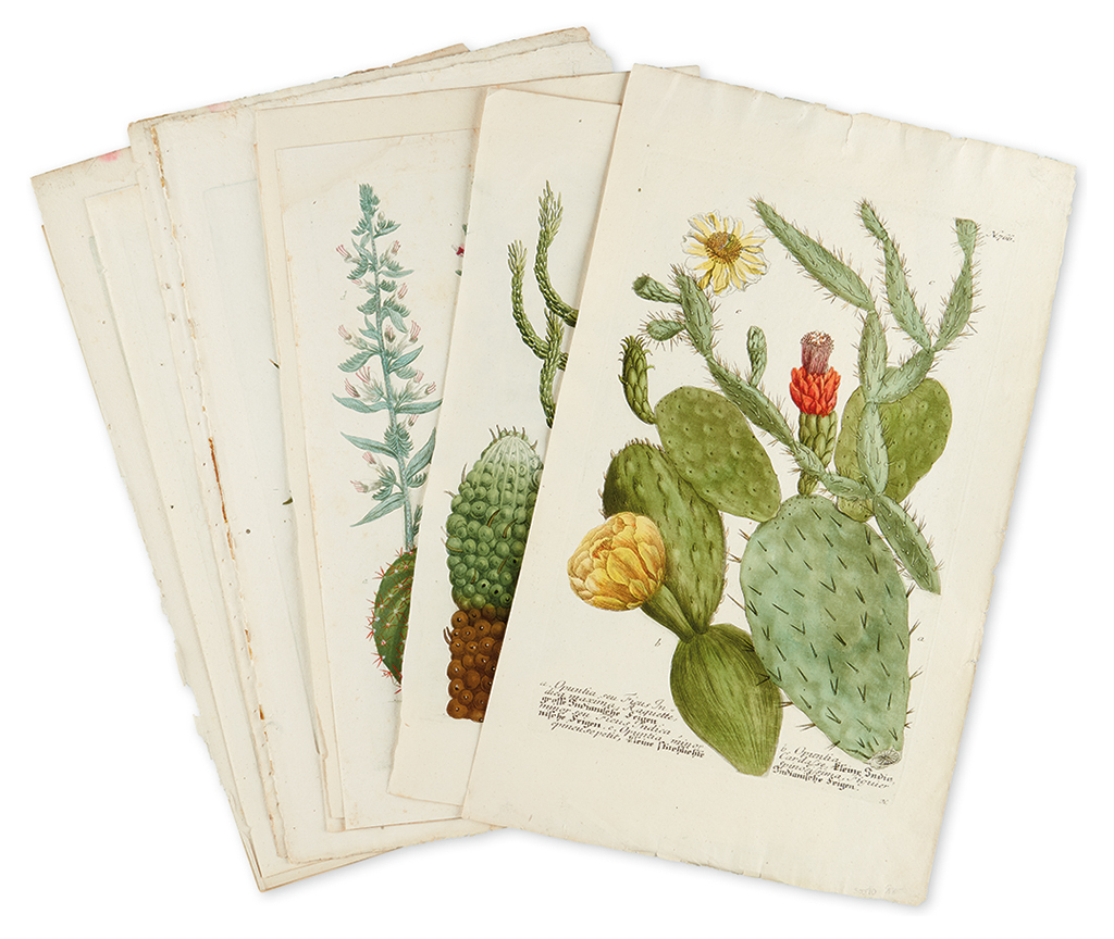 Appraisal: WEINMANN JOHANN Ten hand-colored mezzotint and engraved plates of succulents