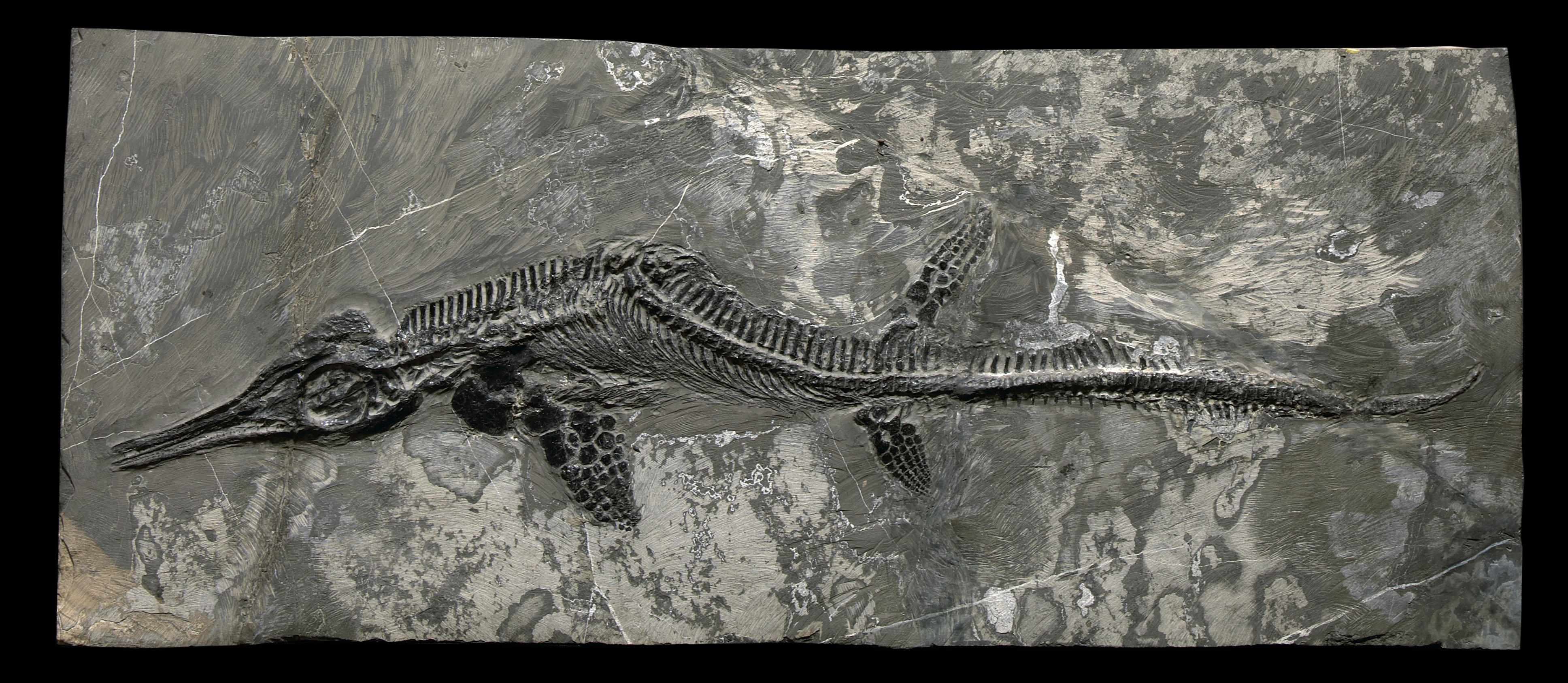 Appraisal: Small Ichthyosaur Mixosaurus panxianensisMiddle TriassicGuanling Formation Panxian County ChinaThis beautifully