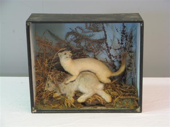 Appraisal: Stuffed stoat attacking a rabbit in case lacking glass h