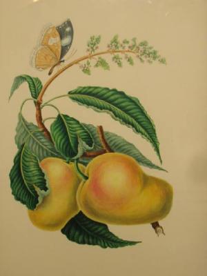 Appraisal: S H COMBERBACH The Mazagon Mango of Bombay with the