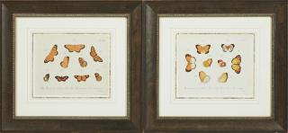 Appraisal: Orange Butterflies th c pair of prints pre Orange Butterflies