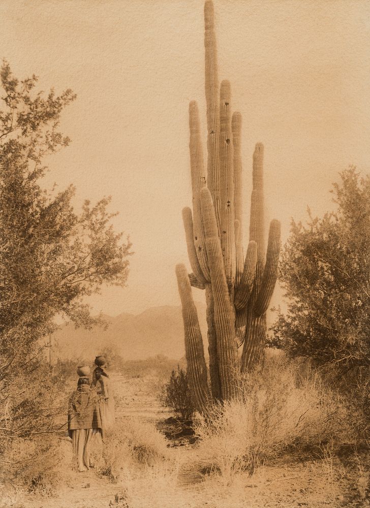 Appraisal: Edward Curtis Gathering Cactus Fruit - Pima Edward S Curtis