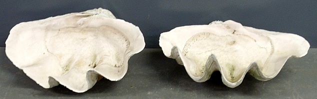 Appraisal: - Pair of large South Pacific clam shells h x