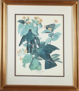 Appraisal: John James Audubon - White-crowned Pigeon No Plate Amsterdam edition