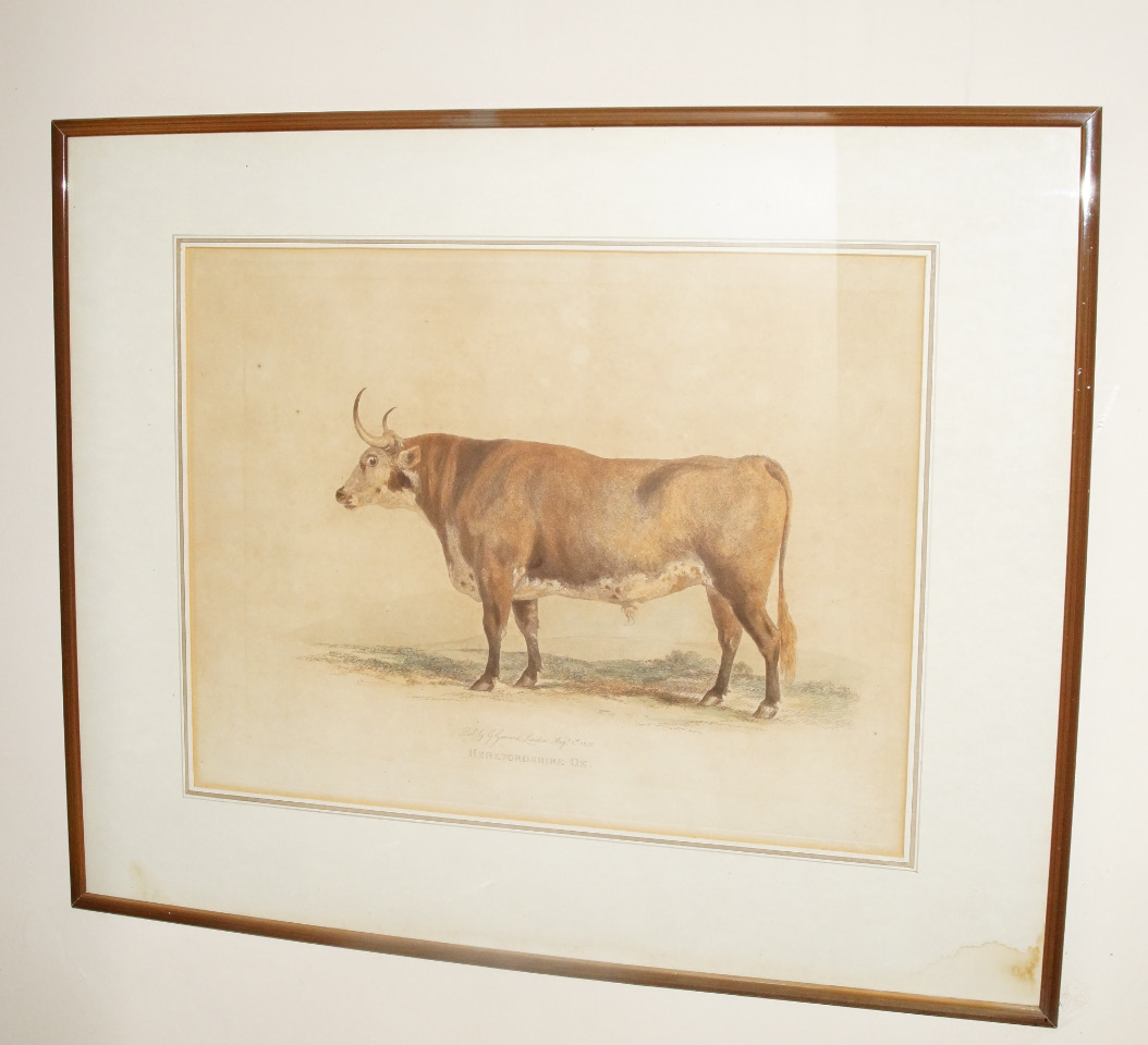 Appraisal: After George Garrard Holderness Cow Herefordshire Ox The Improved Longhorned