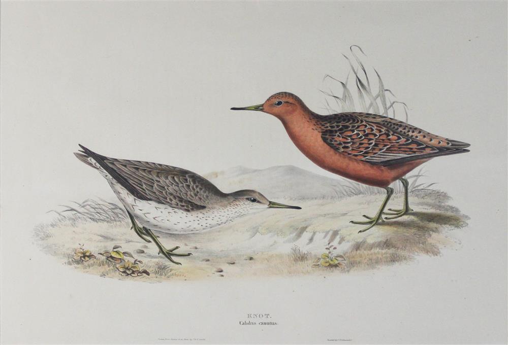 Appraisal: J AND E GOULD G HULLMANDEL LITH KNOT-CALIDRIS CANUTUS Hand-colored