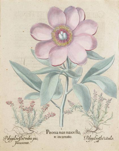 Appraisal: piece Hand-Colored Engraving Besler Basilius Paeonia mas Maior floyre incarnato