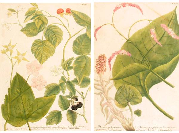 Appraisal: Artist Unknown Botanical Studies Lithographs printed in colors and etchings