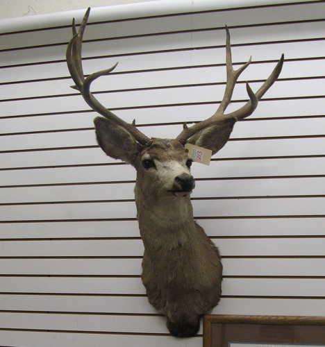 Appraisal: MULE DEER BUCK trophy head mount with -point horns Theodore