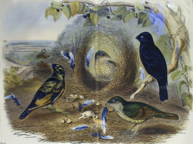 Appraisal: Satin Bower-bird Ptilonorhynchus Holosericeus Lithograph by Elizabeth Gould Double page