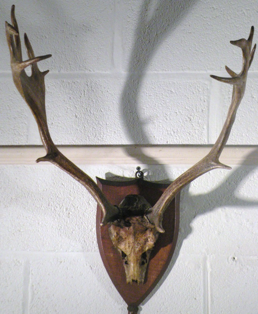 Appraisal: An early thC taxidermy skeletal pair of seven point antlers