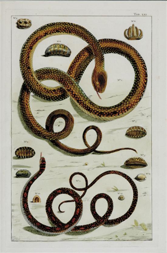 Appraisal: Albertus Seba after Dutch - FOUR WORKS REPTILEScolored engravings framed