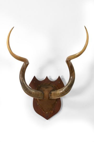 Appraisal: Large African Skull Plaque mounted with a prong-horned animal h