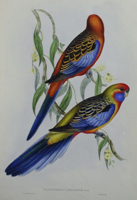 Appraisal: Adelaide Parrakeet Platycercus Adelaidiae Lithograph by Elizabeth Gould