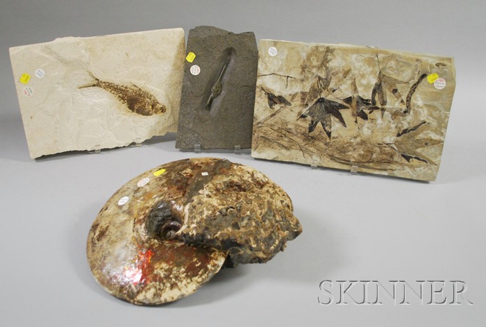 Appraisal: Three Assorted Fossils and an Ammonite including leaves and a