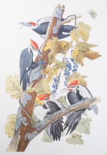 Appraisal: J J Audubon Pileated Woodpecker Print Pileated Woodpecker print of