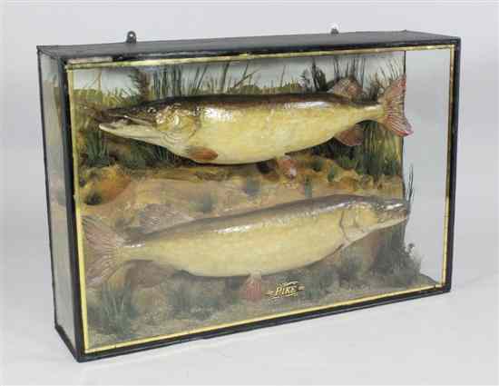 Appraisal: A late th century cased taxidermic group of two pike