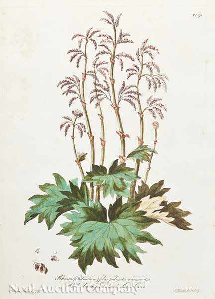 Appraisal: A Collection of Eight Antique English Botanical Prints hand-colored engravings