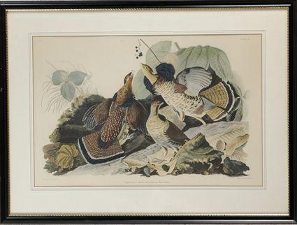 Appraisal: After John James Audubon Puffed Grouse Color print matted and