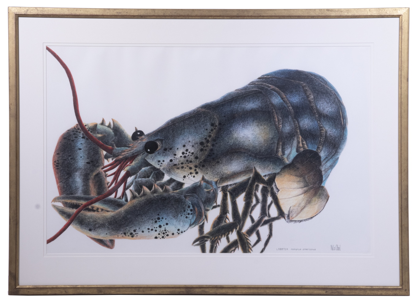 Appraisal: NILS OBEL NY DENMARK - Lobster Homarus Americanus ink graphite