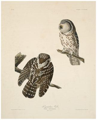 Appraisal: Havell Edition Audubon print Tengmalm's Owl plate CCCLXXX after John