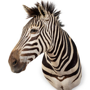 Appraisal: A Shoulder Mount Taxidermy Zebra TH CENTURY Height inches