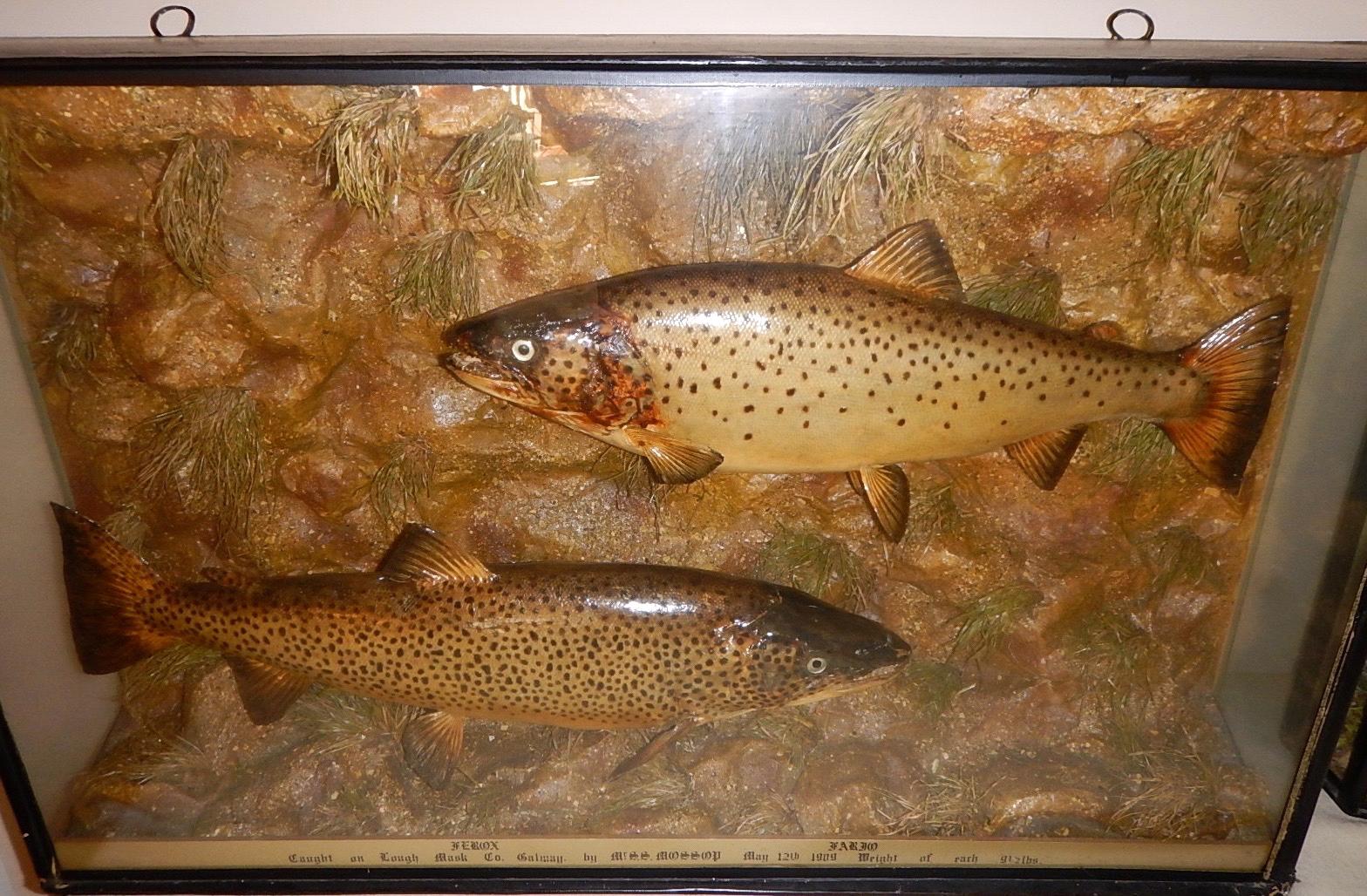 Appraisal: A taxidermy specimen case of a brace of ferox trout