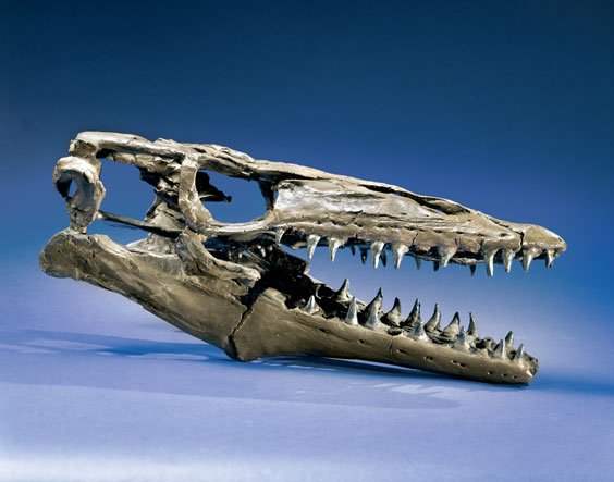 Appraisal: MOSASAUR SKULL REPRODUCTION A cast of the skull and mandible