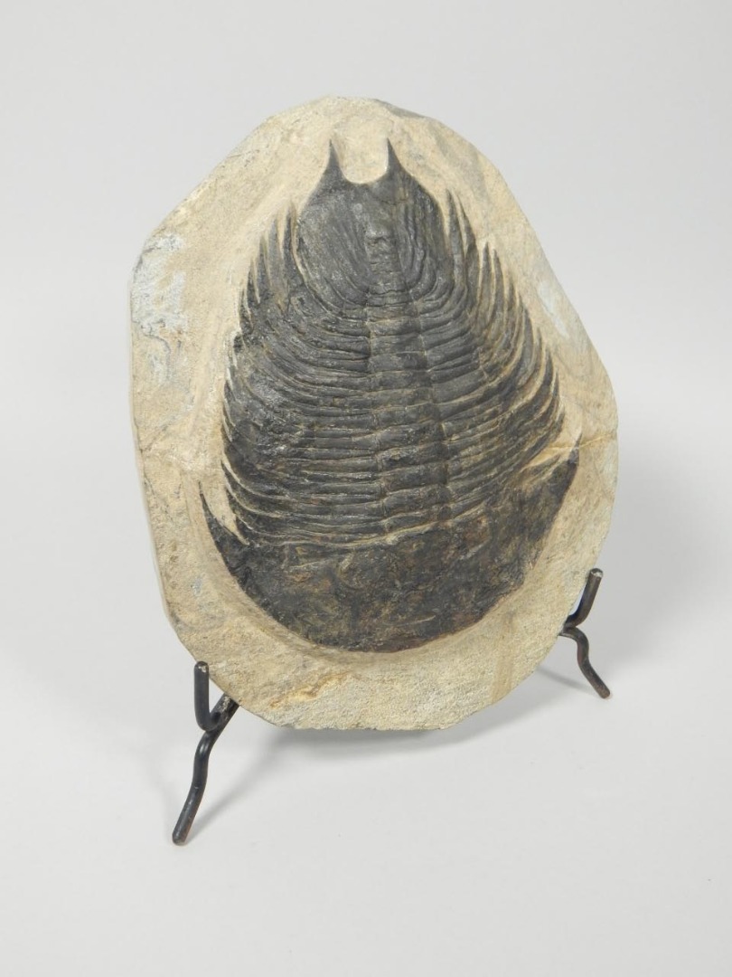 Appraisal: A fossilized Trilobite from the Cambrian period discovered at Alnif