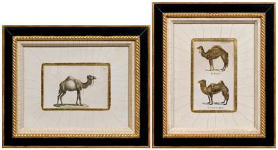 Appraisal: Two Brodtmann lithographs camels from Schinz Naturgeschichte und Abbildungen der