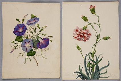 Appraisal: WATERCOLORS LIVESEY M BOTANICAL WATERCOLORS - GROUP OF VERY HIGH