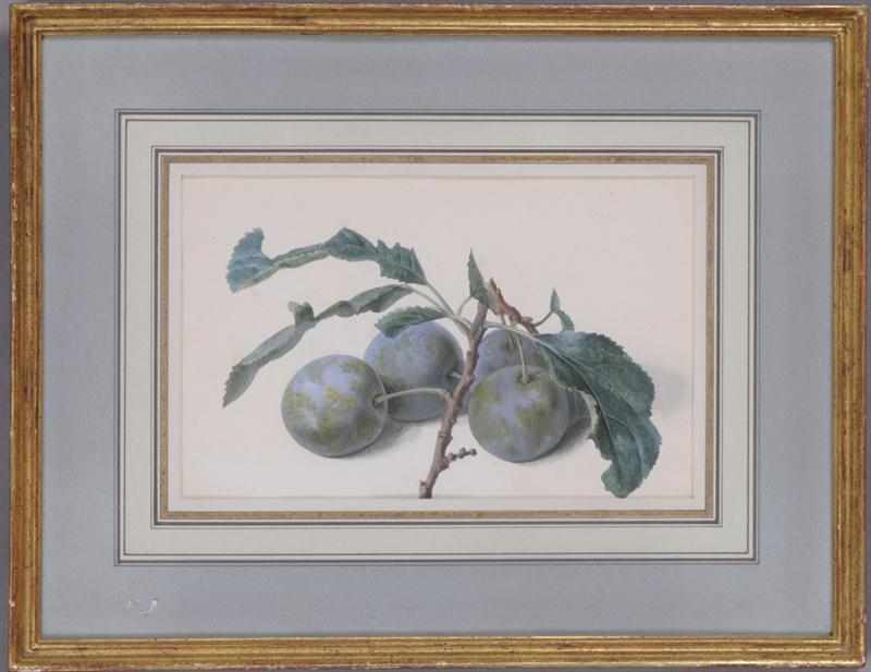 Appraisal: FRANZ X GRUBER AUSTRIAN - PAIR OF PLUMS PENGLOTE Watercolor