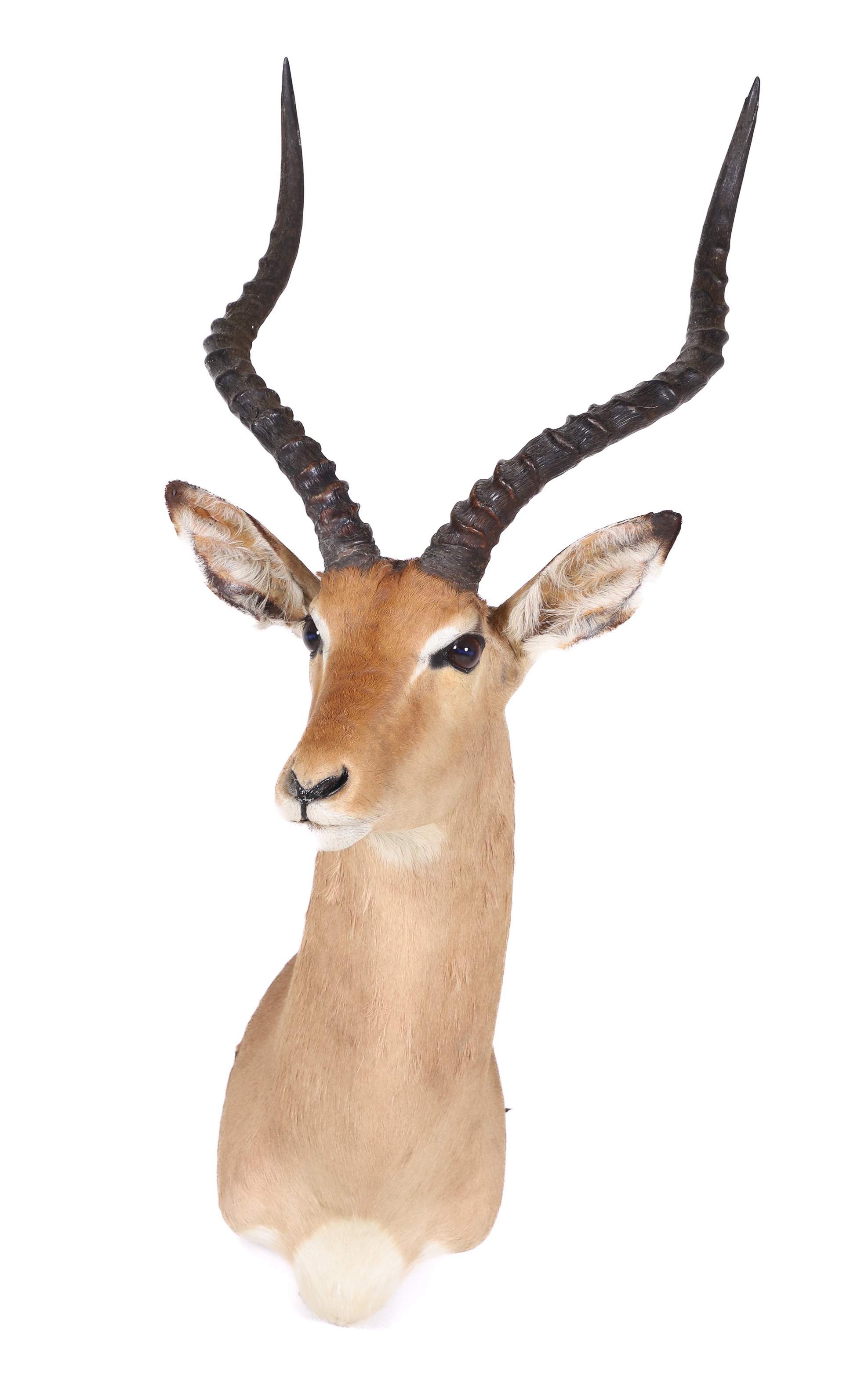 Appraisal: Impala Shoulder Mount Taxidermy