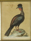 Appraisal: ENGRAVING HANDCOLORED - 'The Brazilian Jacupema of Marggrave' by P