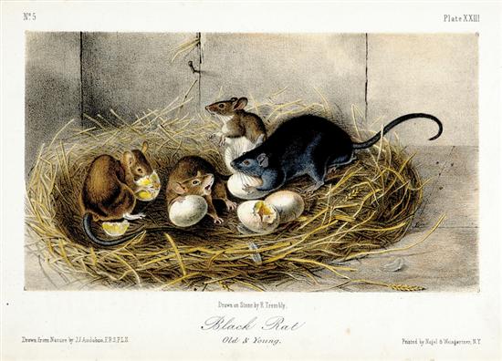 Appraisal: John James Audubon after British - BLACK RAT colored lithograph