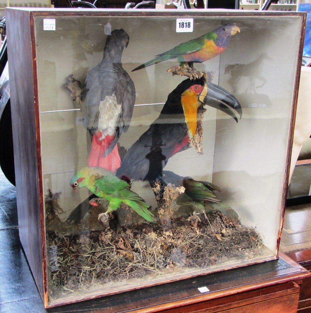 Appraisal: Taxidermy a collection of exotic birds th century mounted as