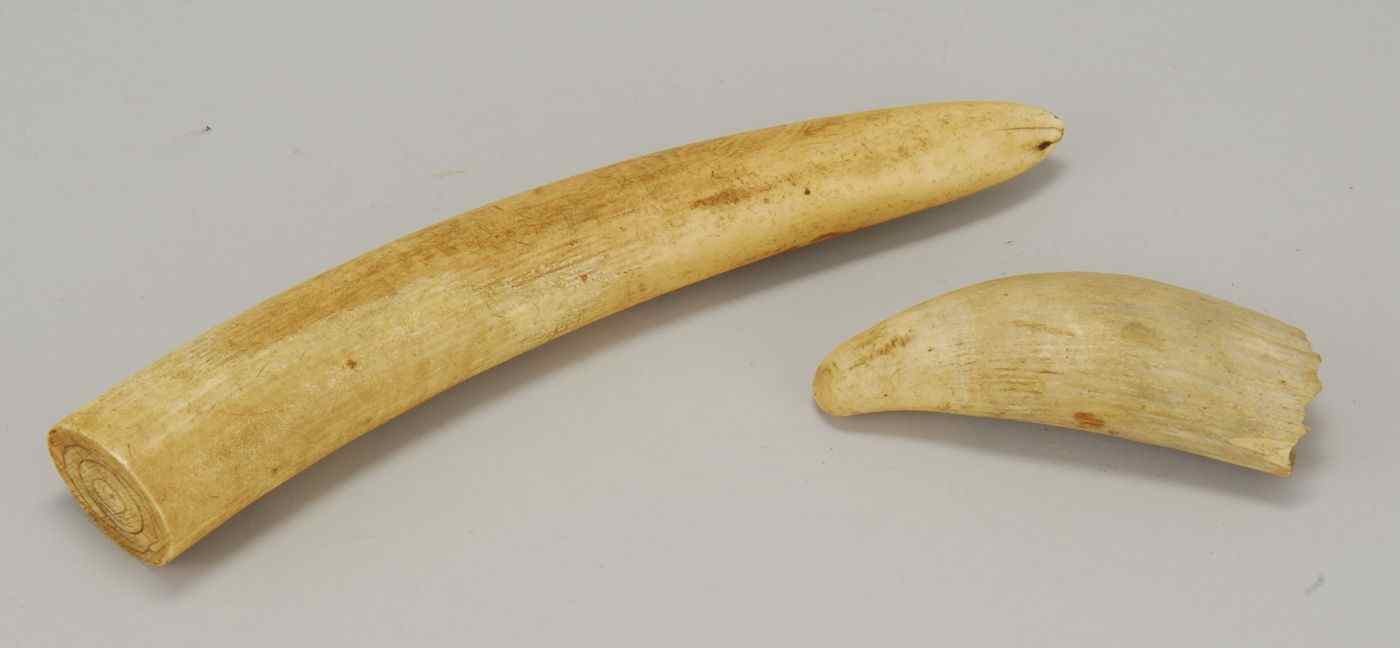 Appraisal: RAW SPERM WHALE'S TOOTH AND AN ELEPHANT TUSK TIPLength of