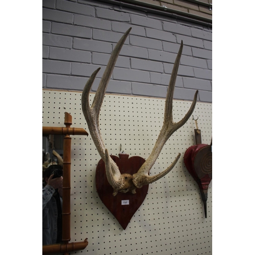 Appraisal: Old French antlers mounted on shield back board antlers approx